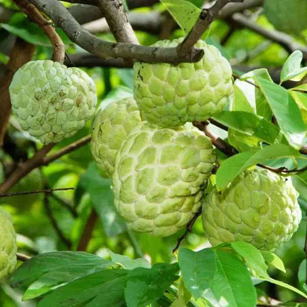 Custard Apple Seeds